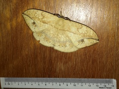 Sphingognatha asclepiades