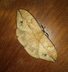 Sphingognatha asclepiades