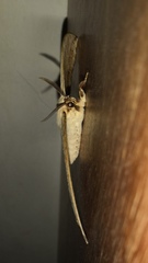 Sphingognatha asclepiades