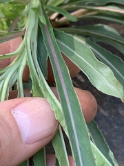Oenothera argillicola