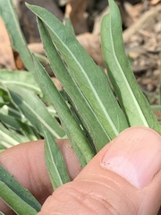 Oenothera argillicola