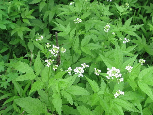 Image of White-Flower Bittercress (Cardamine leucantha) by (c) Repina Tatyana, some rights reserved (CC BY)
