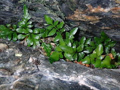 Asplenium pauperequitum