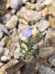 Evolvulus arizonicus