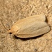 Pallid Leafroller Moth - Photo (c) Kyle Aldinger, some rights reserved (CC BY-NC), uploaded by Kyle Aldinger