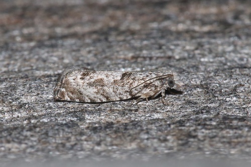 Maple Trumpet Skeletonizer Moth photo 4