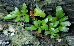 Asplenium pauperequitum