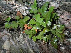Asplenium pauperequitum