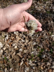 Anemone cylindrica