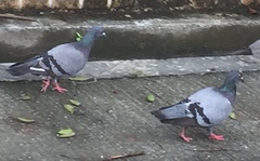 Columba livia