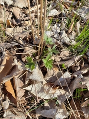 Anemone cylindrica