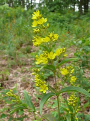 Lysimachia davurica