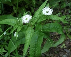 Stellaria radians