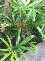 Arecaceae