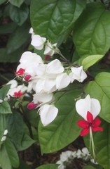 Clerodendrum thomsoniae