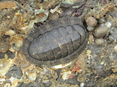 Chiton stokesii