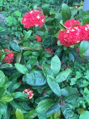 Ixora