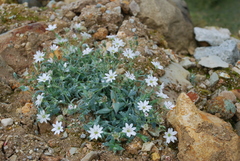 Stellaria eschscholtziana