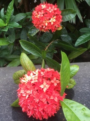 Ixora