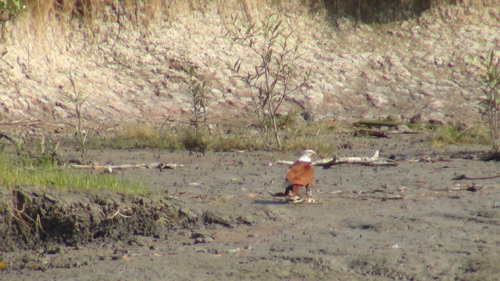 Brahminy Kite