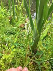 Spiranthes lucida