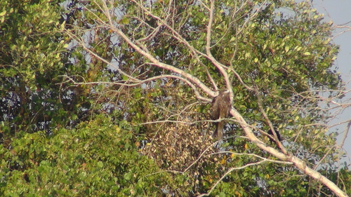 Black Kite