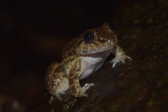 Limnonectes kuhlii