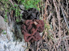 Gyromitra esculenta