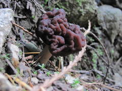 Gyromitra esculenta