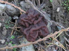 Gyromitra esculenta