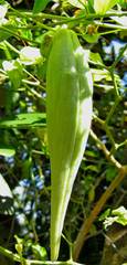 Oxypetalum harleyi