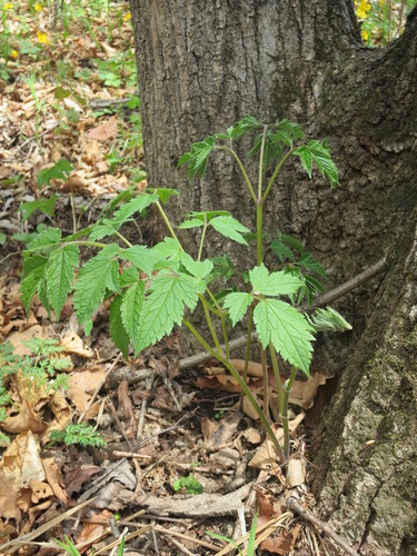 Image of Actaea dahurica by (c) Repina Tatyana, some rights reserved (CC BY)