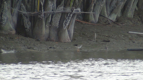 Common Redshank