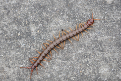 Scolopendra multidens