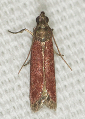 Varneria postremella