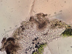 Lichenoconium erodens