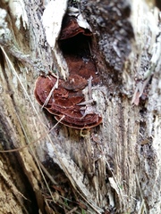 Hymenochaete microcycla