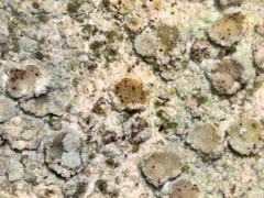 Lichenoconium erodens
