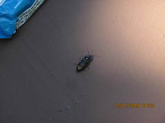 Selatosomus suckleyi