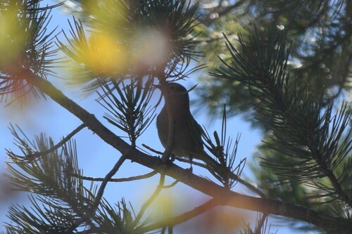 Colima Warbler (Leiothlypis crissalis), photo 6