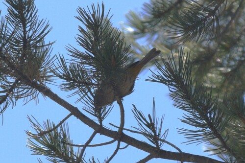 Colima Warbler (Leiothlypis crissalis), photo 2