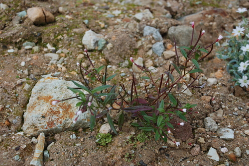 Faurie's willowherb (Epilobium fauriei)