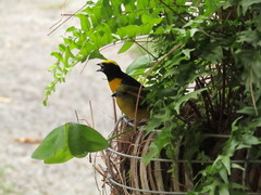 Euphonia luteicapilla