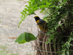 Euphonia luteicapilla
