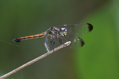 Cannaphila insularis