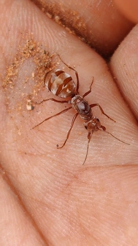 Saharan Silver Ant