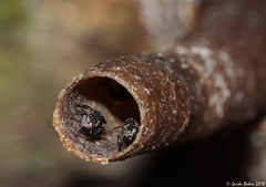 Tetragonilla collina