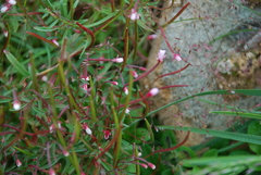 Epilobium fauriei