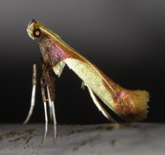 Caloptilia superbifrontella