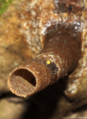 Tetragonilla collina